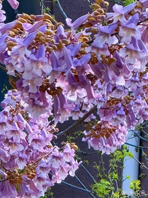 春天是泡桐花开的季节，猜猜泡应该读第几声