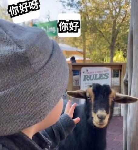 狗都嫌弃的年龄梗的含义及出处介绍