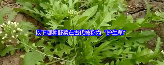 以下哪种野菜在古代被称为“护生草”