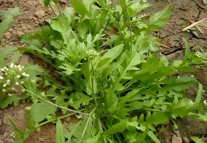 以下哪种野菜在古代被称为“护生草”